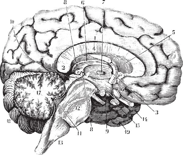 بخش میانی و قدامی خلفی مغز تصویر حکاکی شده قدیمی فرهنگ لغت پزشکی ایالات متحده توسط دکتر لث - 1885