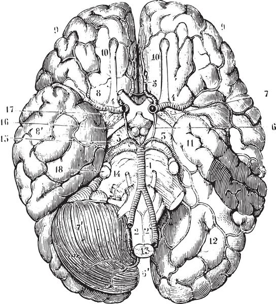 پایه مغز تصویر حکاکی شده قدیمی فرهنگ لغت پزشکی ایالات متحده توسط دکتر لث - 1885