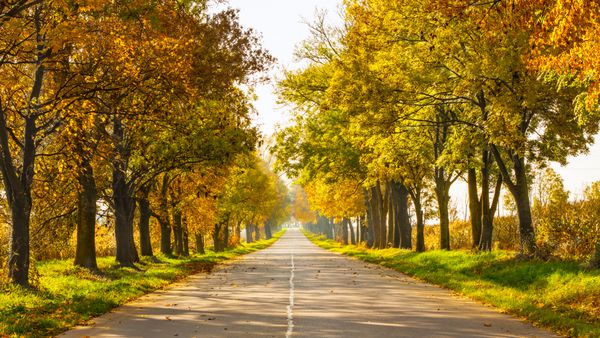 چشم انداز روستایی پاییزی با جاده روستایی و درختان طلا در امتداد - روز زیبای آفتابی