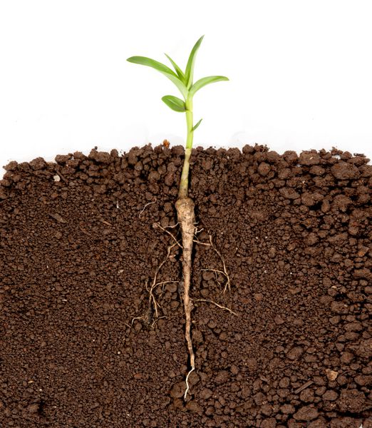 گیاه در حال رشد با ریشه زیرزمینی قابل مشاهده است