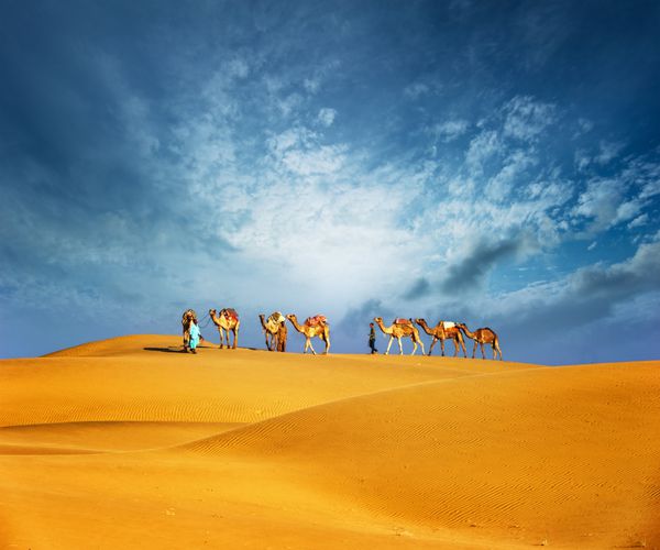 منظره سافاری شتر صحرای دبی