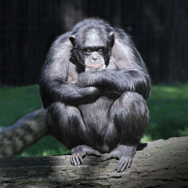 شامپانزه خواب