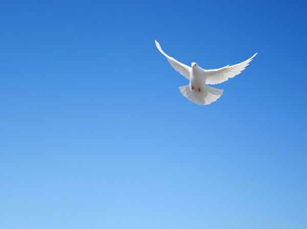 پرواز کبوتر سفید در آسمان