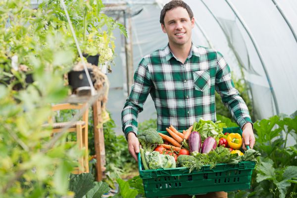مرد مغرور در حال ارائه سبزیجات در گلخانه ای ایستاده سبدی