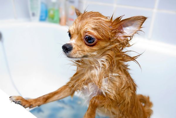 سگ شیواهوا خیس خنده دار در حمام