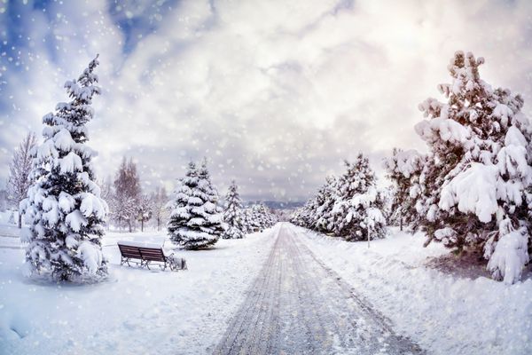 پارک زمستانی با درختان برفی نیمکت ها و جاده در آسمان ابری آبی