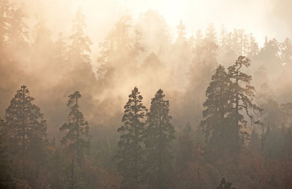 عظمت طبیعت جنگل مه آلود در طلوع خورشید درختان کاج هیمالیا و رودودندرون canon 5d mk ii