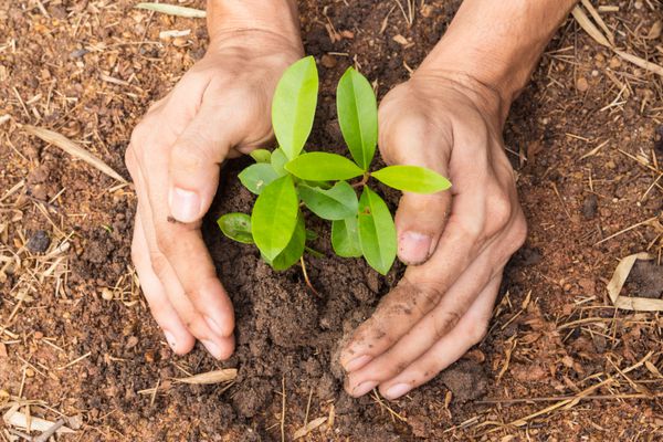 دست انسان کاشت مفهوم گیاه کوچکی از محیط زیست