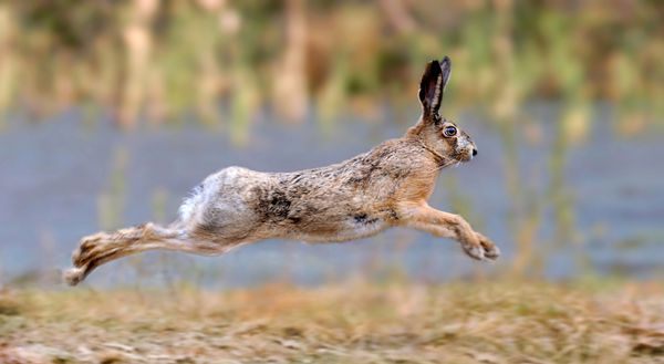 خرگوش در حال دویدن در علفزار