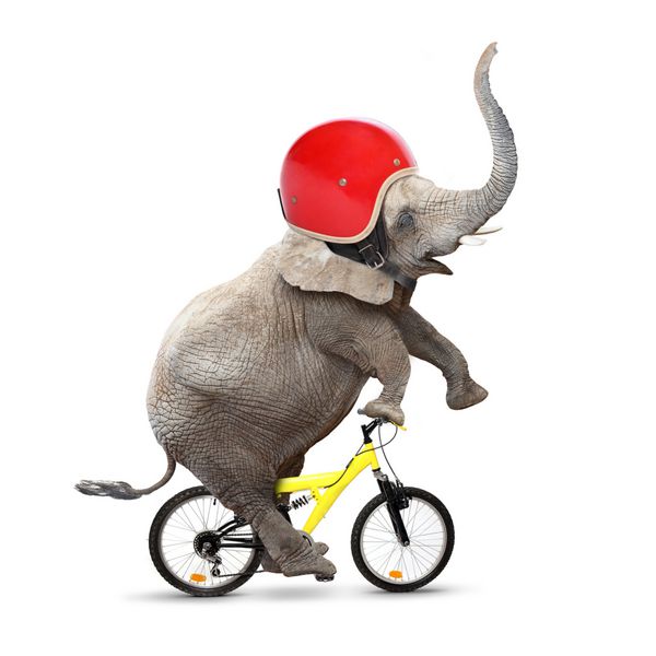 فیل بامزه با کلاه ایمنی در حال دوچرخه سواری مفهوم ایمنی و بیمه