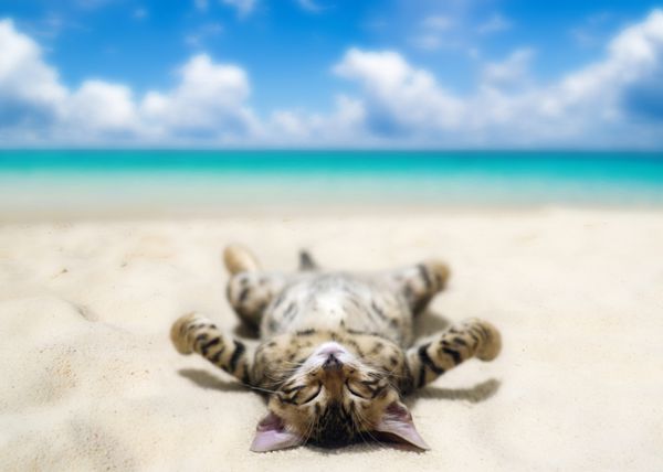 گربه در ساحل و آسمان آبی