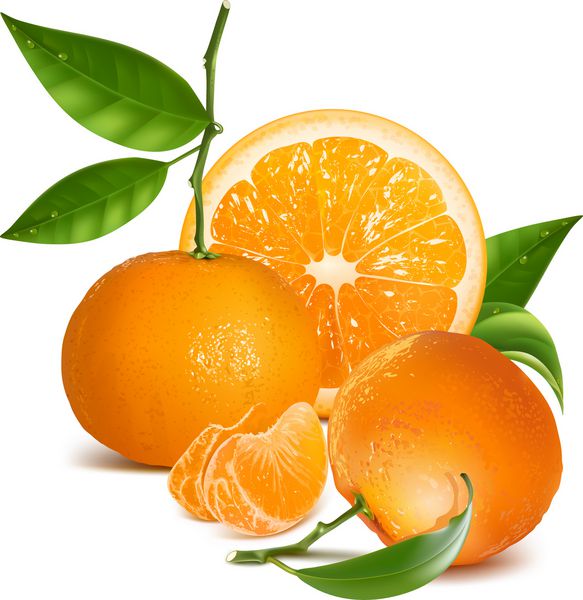 وکتور پو رئالیستی میوه های نارنگی تازه و پرتقال با برگ ها و برش های سبز
