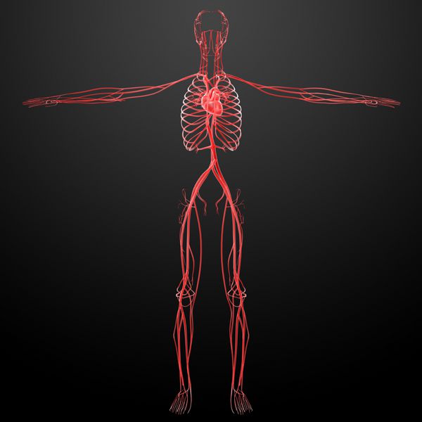سیستم عروقی انسان رندر شده سه بعدی