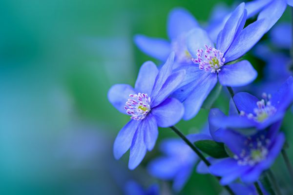گل های بنفش کوچک -هپاتیکا