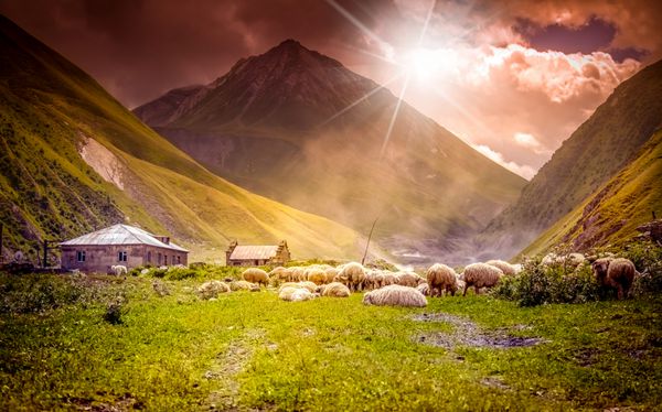 گله گوسفند در حال چرا در دره کوه در غروب آفتاب