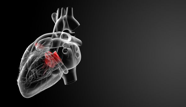 دریچه قلب رندر سه بعدی - نمای پشت