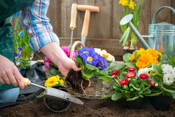 باغبان با دست در گلدانی با خاک یا خاک در حیاط پشتی گل می کارند