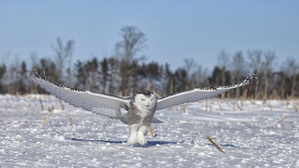 جغد برفی در حال پرواز شکار را در مزرعه ذرت می گیرد زمستان در مینه سوتا