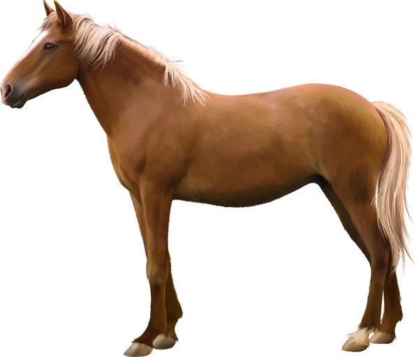 اسب نژاد مخلوط ایستاده وکتور جدا شده در پس زمینه سفید
