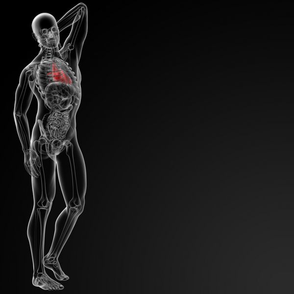 رندر سه بعدی از قلب انسان - نمای جانبی