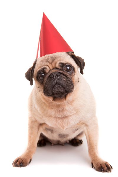 توله سگ پاگ با کلاه جشن جدا شده روی پس زمینه سفید
