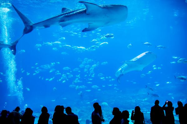 کوسه نهنگ در حال شنا در آکواریوم با مشاهده مردم
