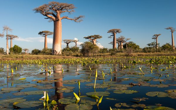 درختان بائوباب در ماداگاسکار