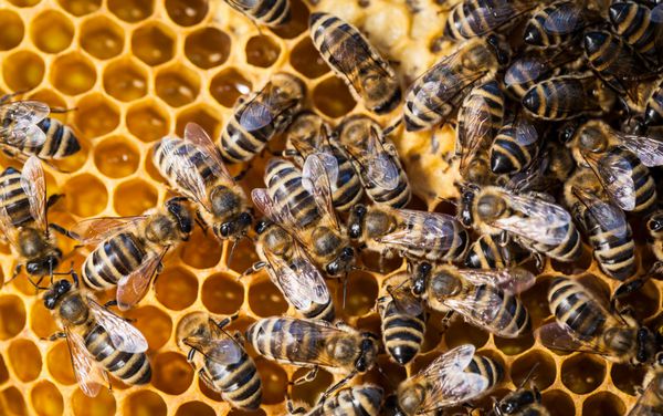 کلان زنبورهایی که روی لانه زنبوری ازدحام می کنند