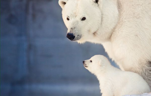توله خرس سفید کوچک نزدیک مادر