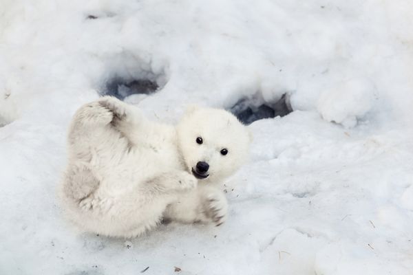 پرتره یک بچه خرس قطبی روی برف