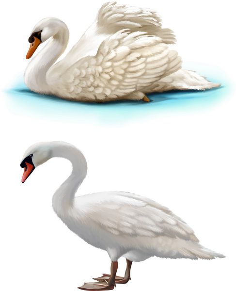 قو پرنده روی پس زمینه سفید شنا می کند قو سفید ایستاده است