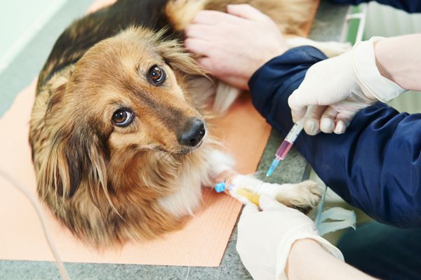 کارگر جراح دامپزشکی که آزمایش خون معاینه پزشکی سگ را در کلینیک جراحی دامپزشکی انجام می دهد
