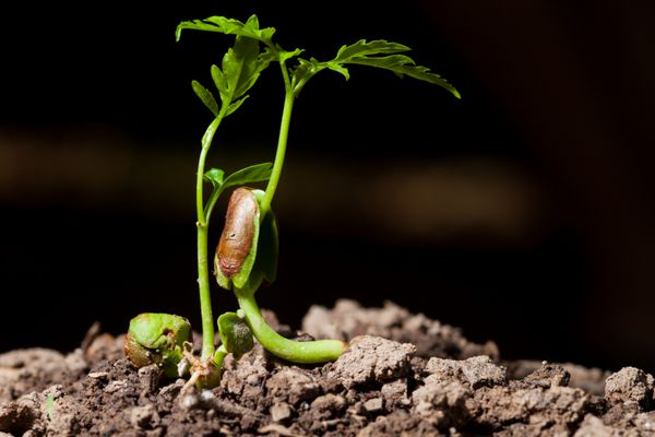 گیاه جوانی که از بذر رشد می کند