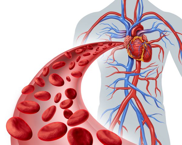 نماد سلامت گردش خون قلب با گلبول های قرمز که از طریق رگ های سه بعدی از سیستم گردش خون انسان به عنوان نماد مراقبت های بهداشتی پزشکی از قلب و تناسب اندام قلبی و عروقی جریان دارند