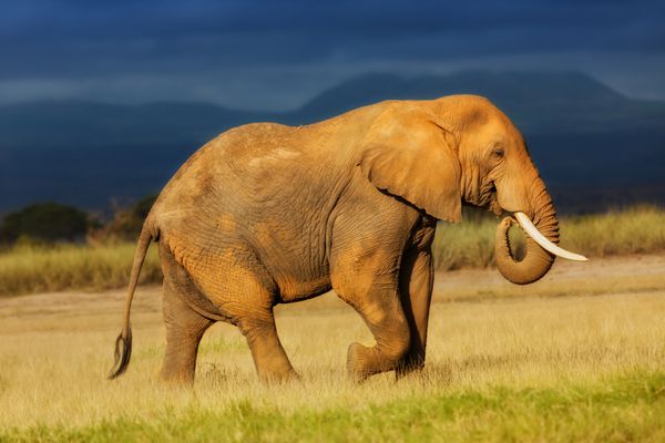 فیل آفریقایی در حال خوردن علف درست قبل از باران در پارک ملی آمبوسلی کنیا