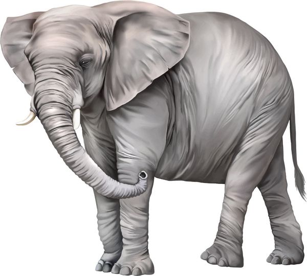 فیل آفریقایی loxodonta africana در زمینه سفید