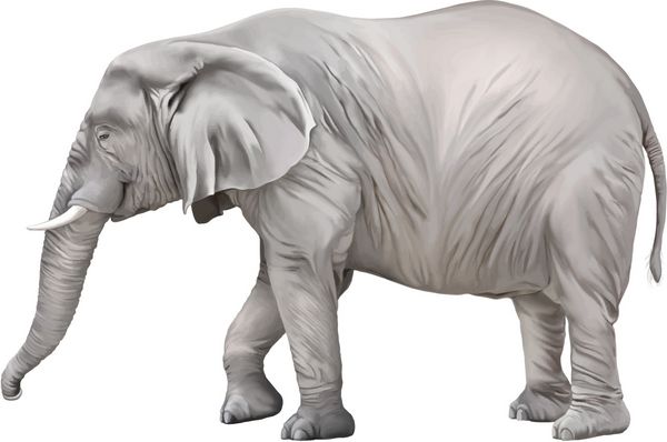 فیل آفریقایی loxodonta africana در زمینه سفید