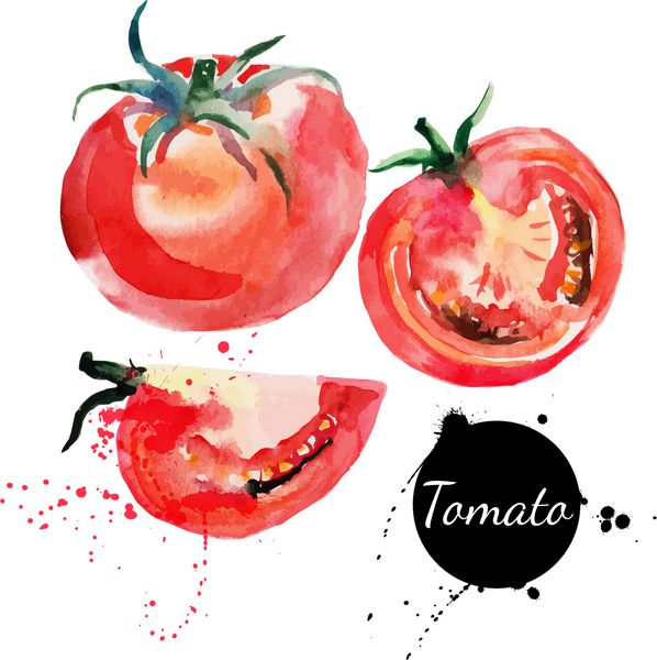 ست گوجه فرنگی نقاشی با آبرنگ روی زمینه سفید وکتور