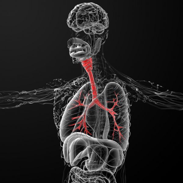تصویر پزشکی سه بعدی از برونش های مرد - نمای جانبی
