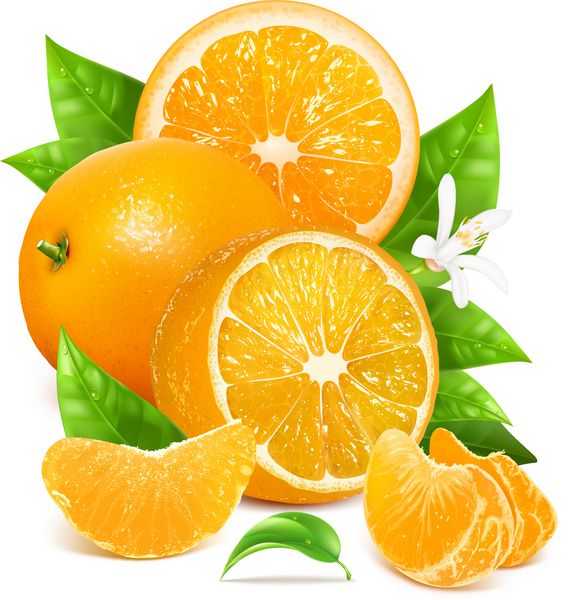 پرتقال رسیده تازه با برگ و شکوفه وکتور برای طرح شما بسته بندی آب پرتقال
