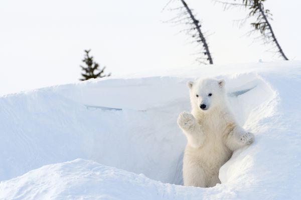 توله خرس قطبی ursus maritimus که از لانه بیرون می آید و اطراف پارک ملی واپوسک کانادا