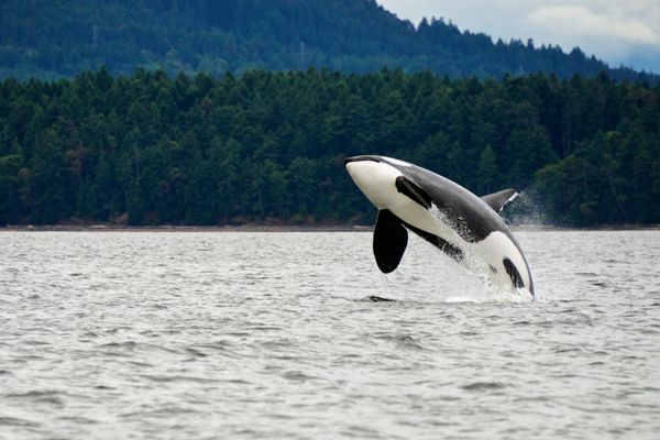 نفوذ نهنگ قاتل در نزدیکی سواحل کانادا