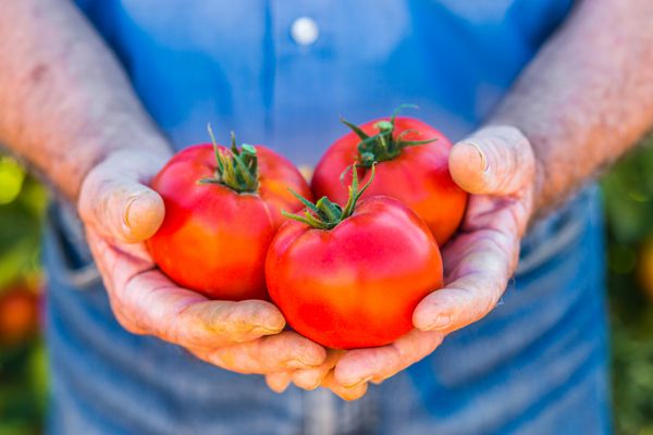 برداشت گوجه فرنگی کشاورزان با گوجه‌فرنگی تازه برداشت می‌شوند