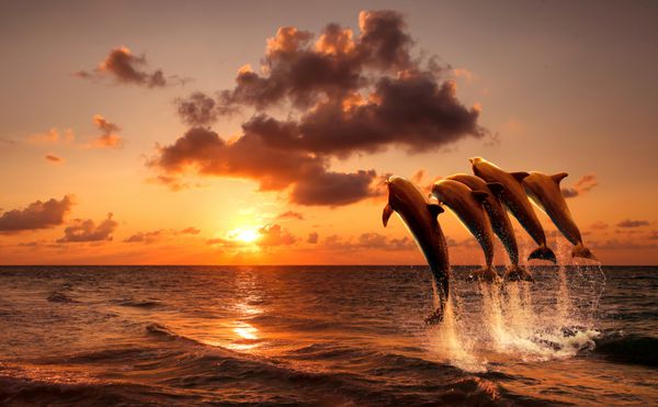 غروب زیبا با پریدن دلفین ها