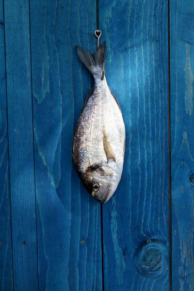 ماهی خام آویزان شده روی حصار چوبی آبی - ماهی قرمز سیم دریایی با سر طلایی
