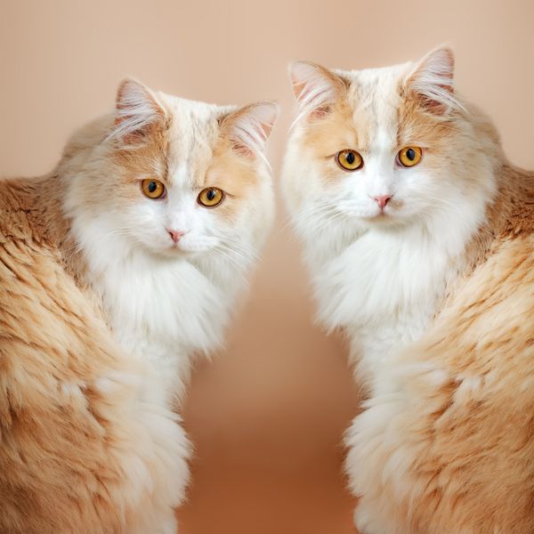 دو گربه در پس زمینه نارنجی
