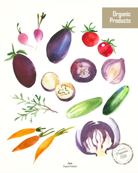 سبزیجات و گیاهان آبرنگ سبک پروانسالی نقاشی های آبرنگ اخیر از مواد غذایی ارگانیک پیاز رزماری هویج تربچه آرگولا بادمجان خیار کلم