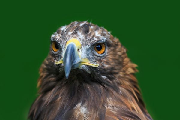 عقاب طلایی با زمینه سبز