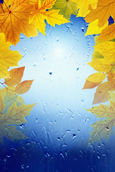 پس زمینه پاییز - سقوط برگ های افرا پنجره با قطرات باران روز بارانی فصل پاییز تصویر عمودی برای گوشی های هوشمند