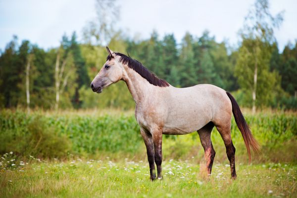 اسب خاکستری در یک مزرعه